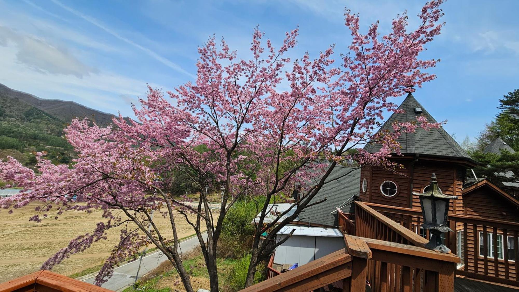 Elf Resort Hotel Pyeongchang Eksteriør bilde